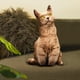 thumbnail image 2 of Figura de acción de cojín adorable, juguetes de peluche impresos en 3D, muñeco de animal cómodo de peluche estilo F, 2 of 4