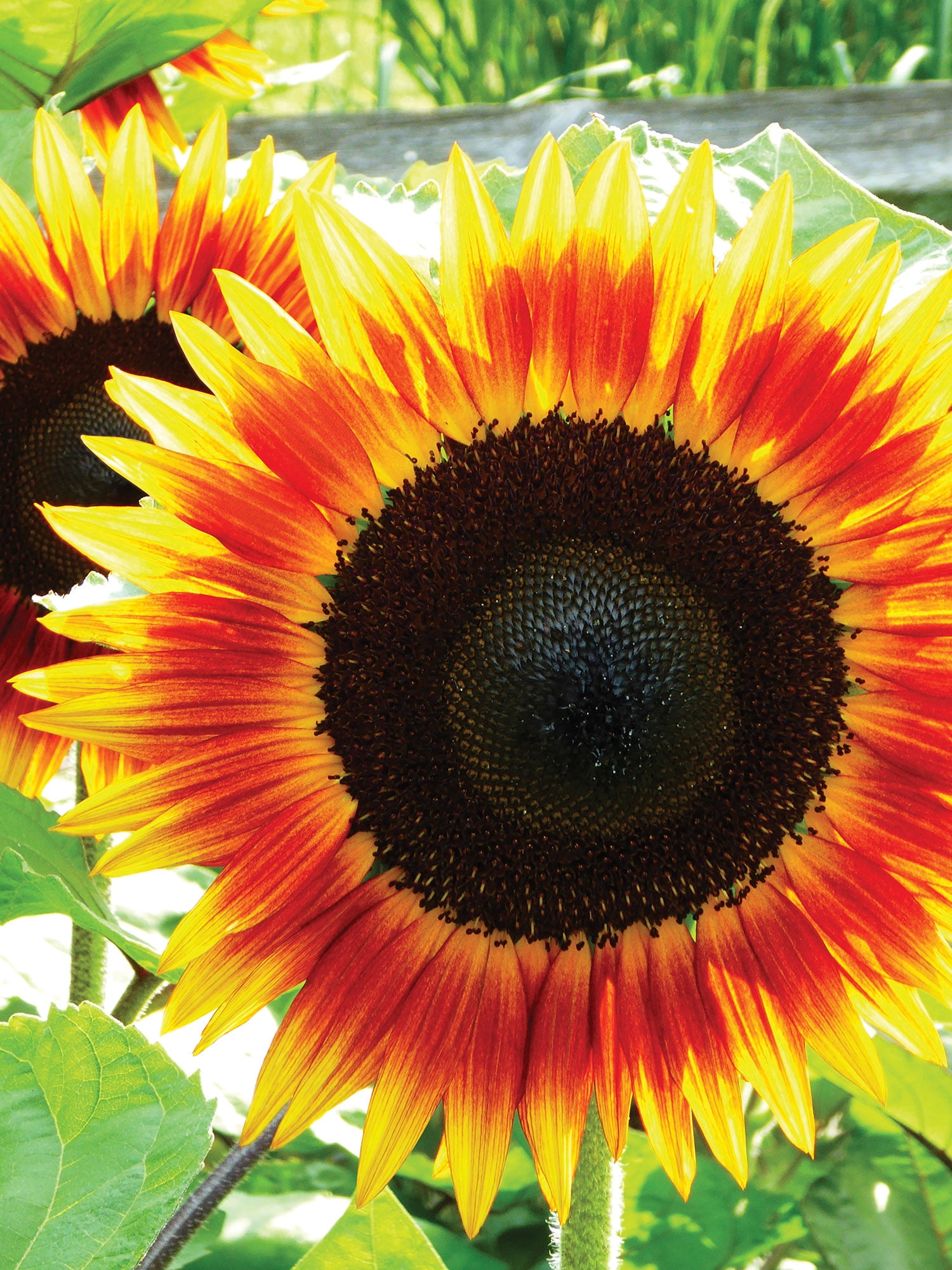 Burpee Fire Catcher Sunflower