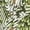 Olive Graphic Leaves, variant on Women's Plus Size Suprema 3/4 Sleeve V-Neck Tee