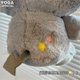 thumbnail image 2 of 12-20cm Sanrio Plush Toy Kawali Kuromi Hello Kitty My Melody Cinnamoroll Pillow Plush Anime Kid Toy Cartoon Collection Kid Gift, 2 of 3