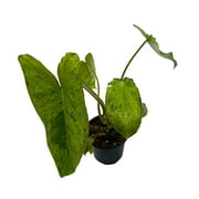 Philodendron Paraiso Verde, 4 inch, Green Paradise, Green Princess Philo Marbled Variegation