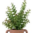 thumbnail image 4 of Northlight Real Touch™ Artificial Privet Plant in Vintage Milk Can Style Earthenware Pot - 14", 4 of 8