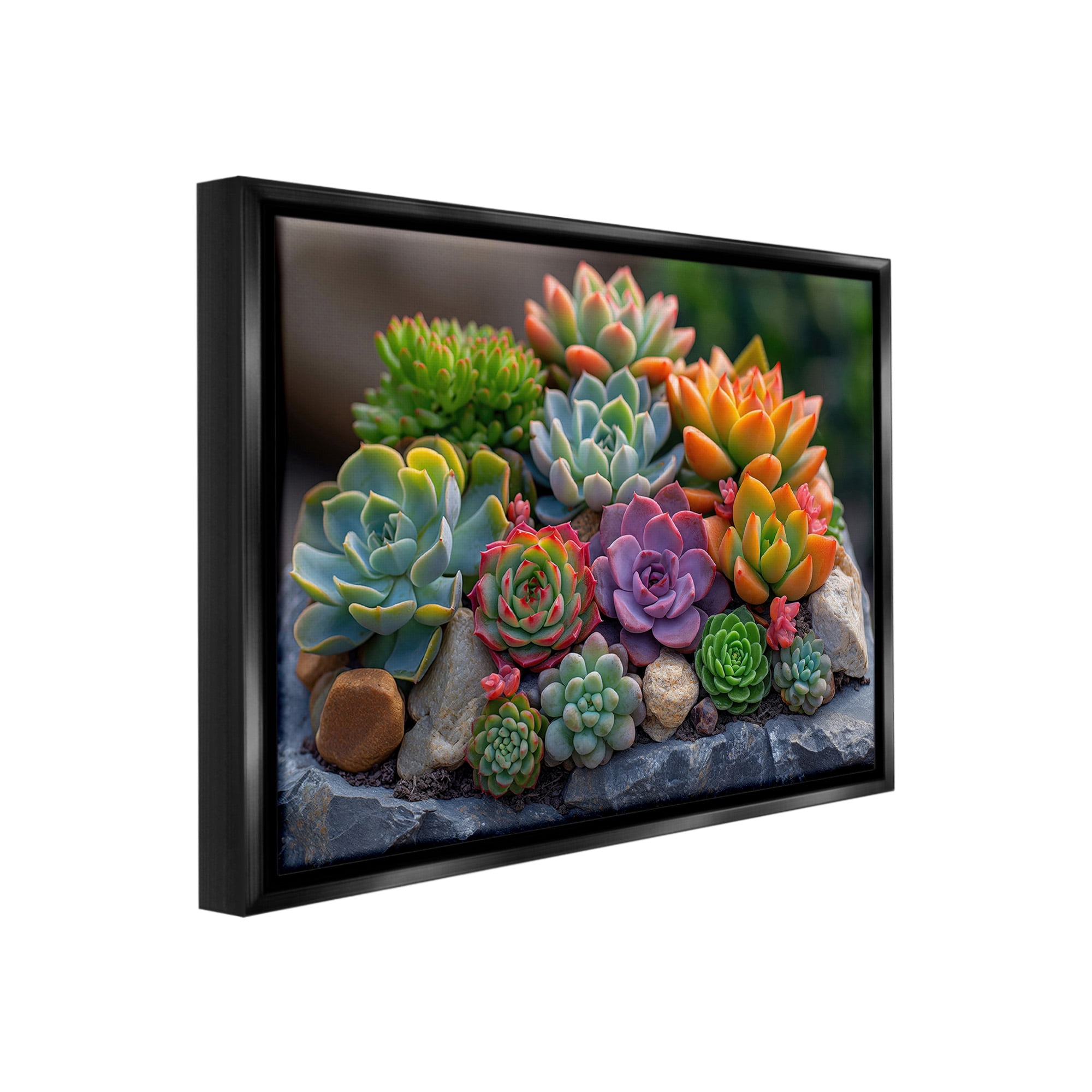 Stupell Industries Varied Succulents Photography Botanical & Floral Photography Black Floater Framed Canvas Art Print Wall Art, 21 x 17