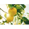 thumbnail image 7 of Lemon Juice Powder, 0.5 Pounds — Kosher, Raw, Vegan — by Food to Live, 7 of 7