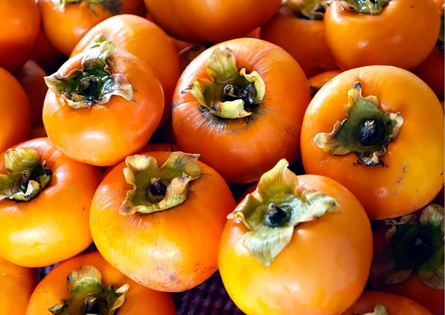 American Persimmon Seeds for Planting Outdoors | Non GMO Heirloom Fruit Seeds (100 Seeds)