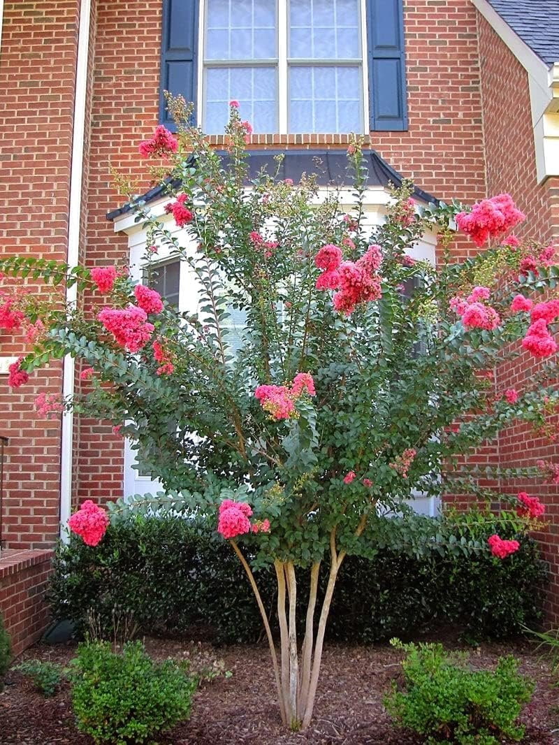Crape Myrtle Tuscarora  30 Live Plants  Lagerstroemia Indica  Vibrant Red Flowers  Fast-Growing Ornamental Shrub  Drought-Tolerant  Garden Beauty