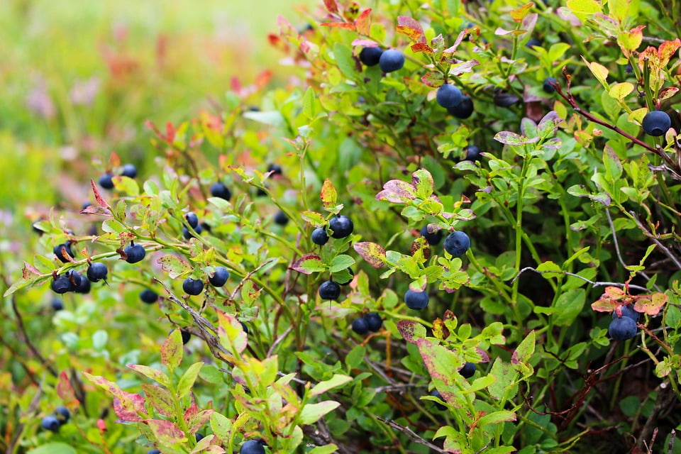 Blueberries Heather Food Blue Blueberry Plant20 Inch By