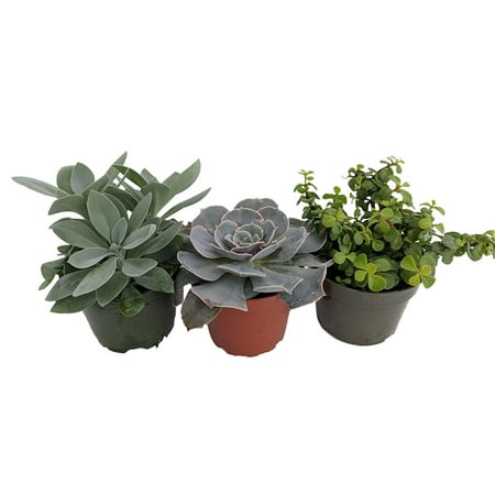 3 Different Succulent Plants - Easy to grow - Low Maintenance - 4