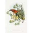 thumbnail image 2 of Gould, John 17x24 White Modern Wood Framed Museum Art Print Titled - Loxia Curvirostra-Linn, 2 of 4