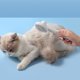 thumbnail image 5 of DQrwqpou Cepillo para Quitar El Pelo Cepillo Autolimpieza para Y Gatos Cuidado Limpieza (gris), 5 of 8