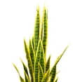 thumbnail image 4 of Northlight Artificial Potted Snake Plant - 38", 4 of 7