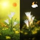 thumbnail image 4 of Luz solar para jardín, Swonuk 2 piezas Lámparas solares para jardín 4 cabezas de lirios flores luz solar con lámparas LED que cambian de color para jardín/césped/campo/patio/camino, 4 of 7