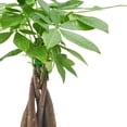 thumbnail image 3 of Arcadia Garden Products Live Money Tree in 4.5" Cork Pot Square, Tan, 3 of 4