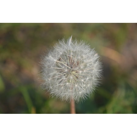 LAMINATED POSTER Dandelion Green White Grass Poster Print 24 x (Best Thing To Kill Dandelions In Grass)