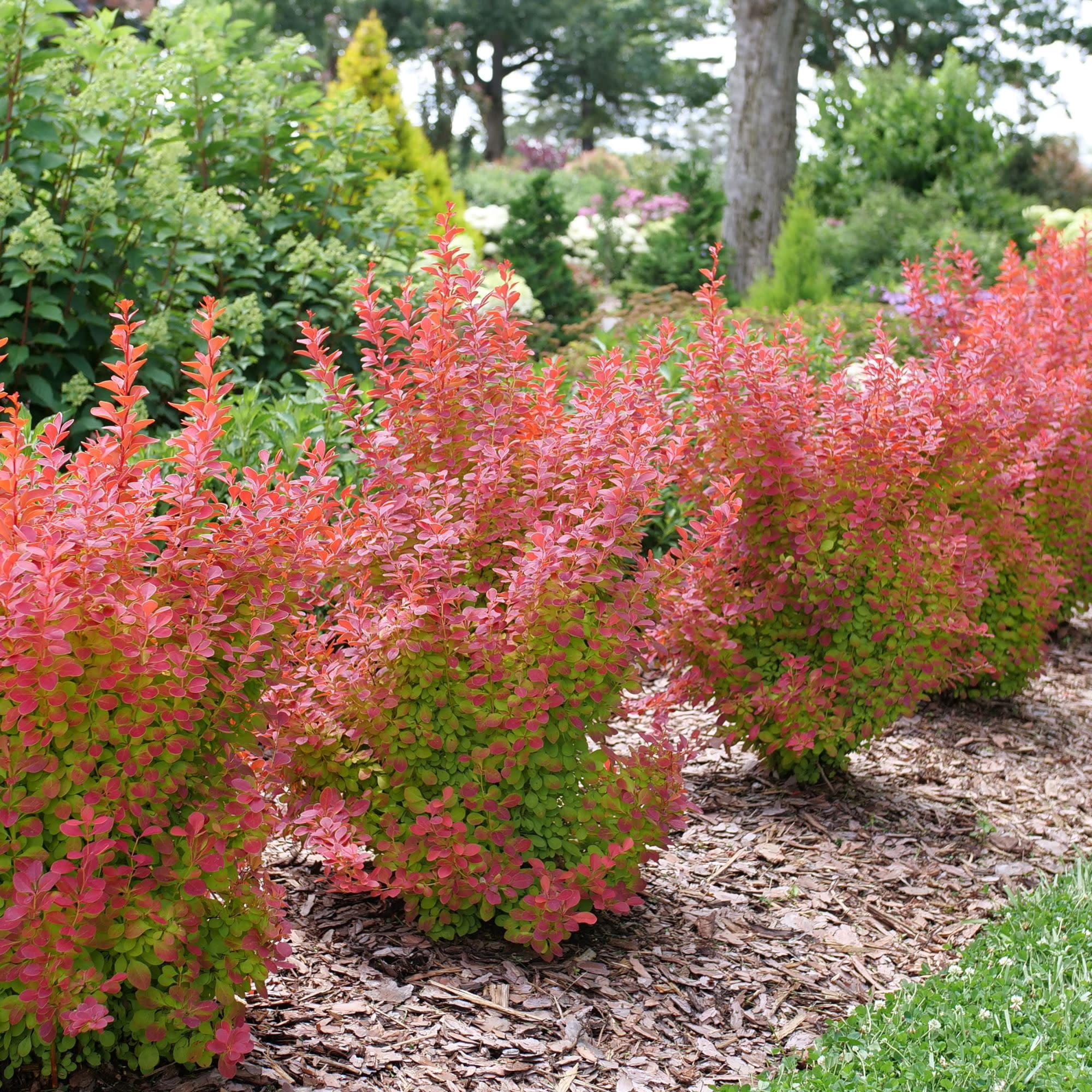 Proven Winners ColorChoice 5" Orange Sunjoy Orange Pillar Barberry Live Plant in 4.5" Pot (4 Count)