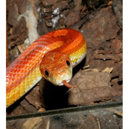 Hybrid Corn - Canvas Print Jungle Corn Reptile Orange Hybrid Snake Stretched Canvas 10 x 14