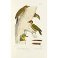 thumbnail image 2 of Alfred Malherbe 11x14 Black Ornate Wood Framed Double Matted Museum Art Print Titled: Monograph of Picidae Pl24 (1861-1862), 2 of 5
