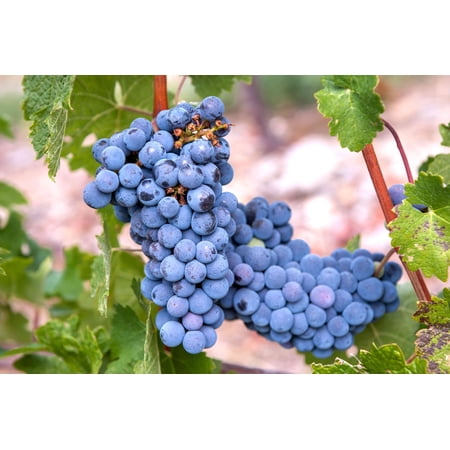 Expert Gardener 2.5QT Grape Venus Edible Fruit Live Plants Full Sun Blue