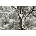 thumbnail image 2 of Paulson, Don 18x13 White Modern Wood Framed Museum Art Print Titled - UT, Juniper and pines blanketed with fresh snow, 2 of 4