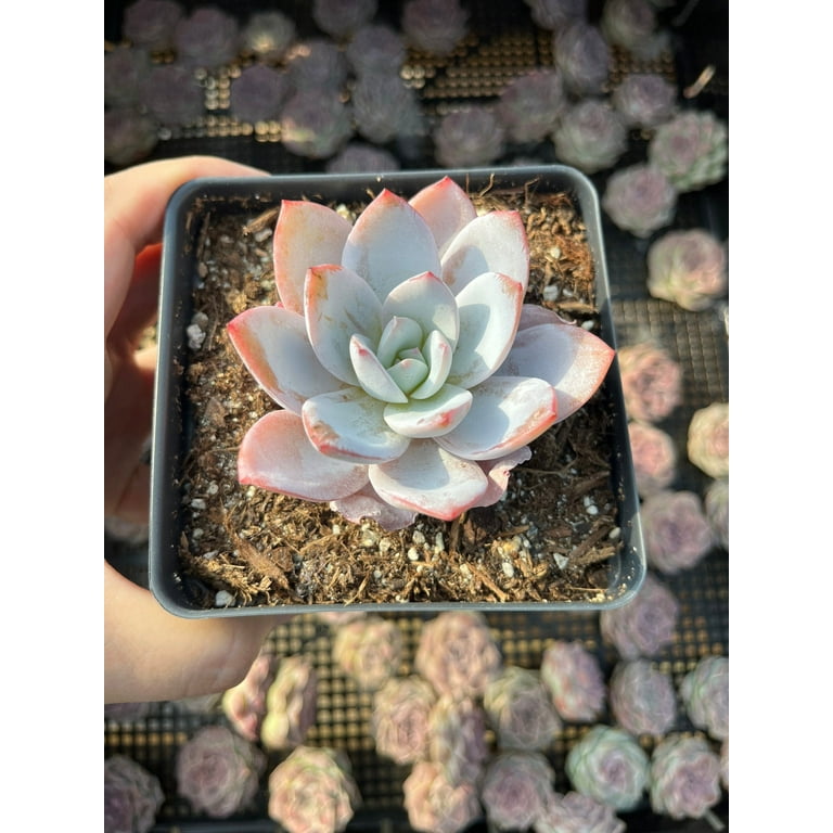 1am Succulents - Rare Echeveria White Lotus Succulent, 1 pc - Walmart.com