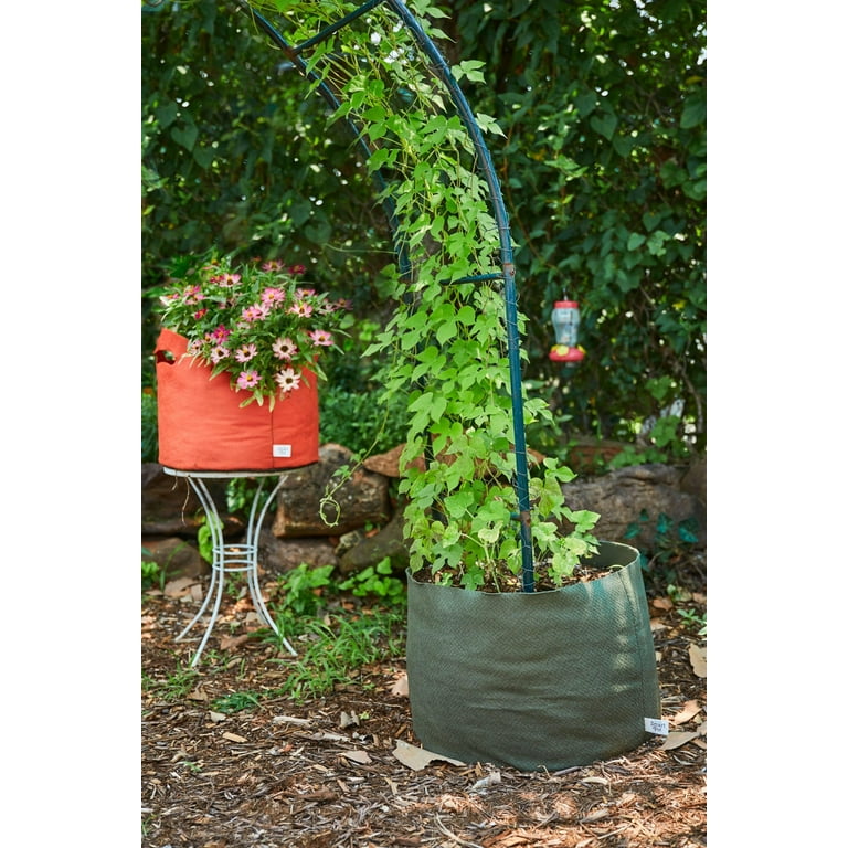 pot money plant Large Money Plant (90cm) in Nursery Grow Pot – Pulpy Garden