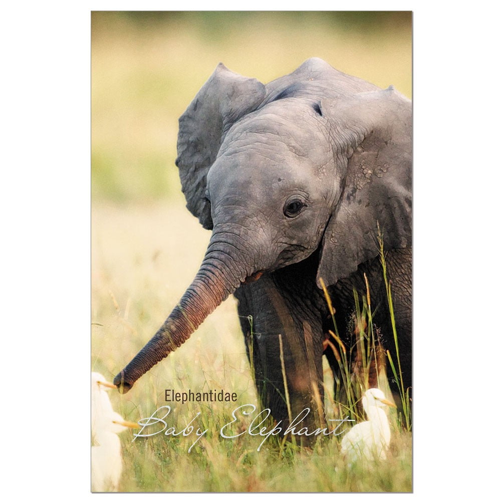 Safari Elephant Wildlife Blank Note Card With Envelope
