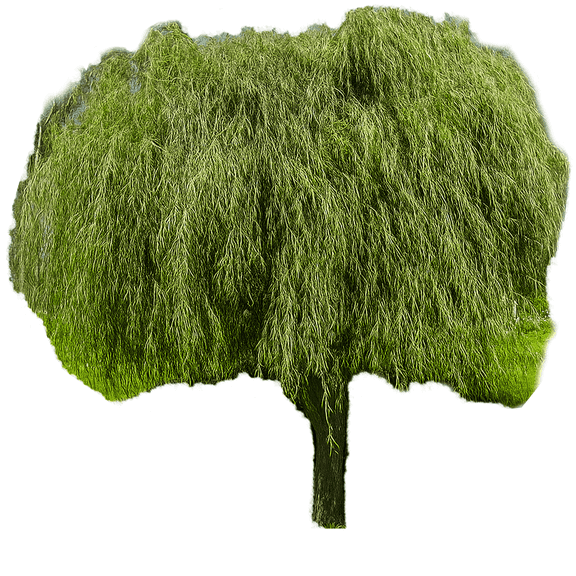 Weeping Willow Live Trees, Elegant Shade Tree with Graceful Cascading Branches