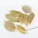 thumbnail image 1 of Collar con Colgantes Largos de Hojas de Filigrana Natural, Conjunto de Joyas con Pendientes Colgantes Oro Soledad Hoja colgante chapado en oro, 1 of 10