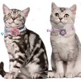 thumbnail image 3 of Cat Collar with Flower & Bell, Kitty Kitten Necklace for Small Dogs & Cats Rabbit Safety Pet Collar, 3 of 4