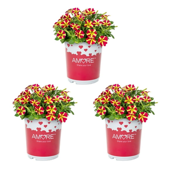 Amore 2QT Red Yellow Petunia Live Annual Plant Sun 3-Pack