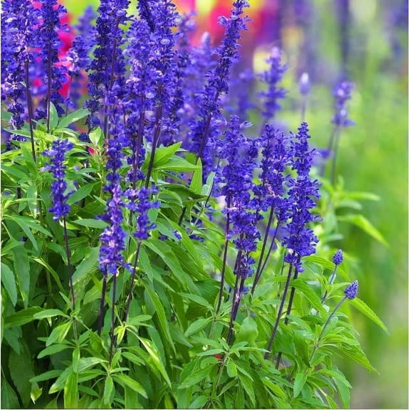 Blue Steel Sage Seeds for Planting - 50 Seeds - Easy to Grow