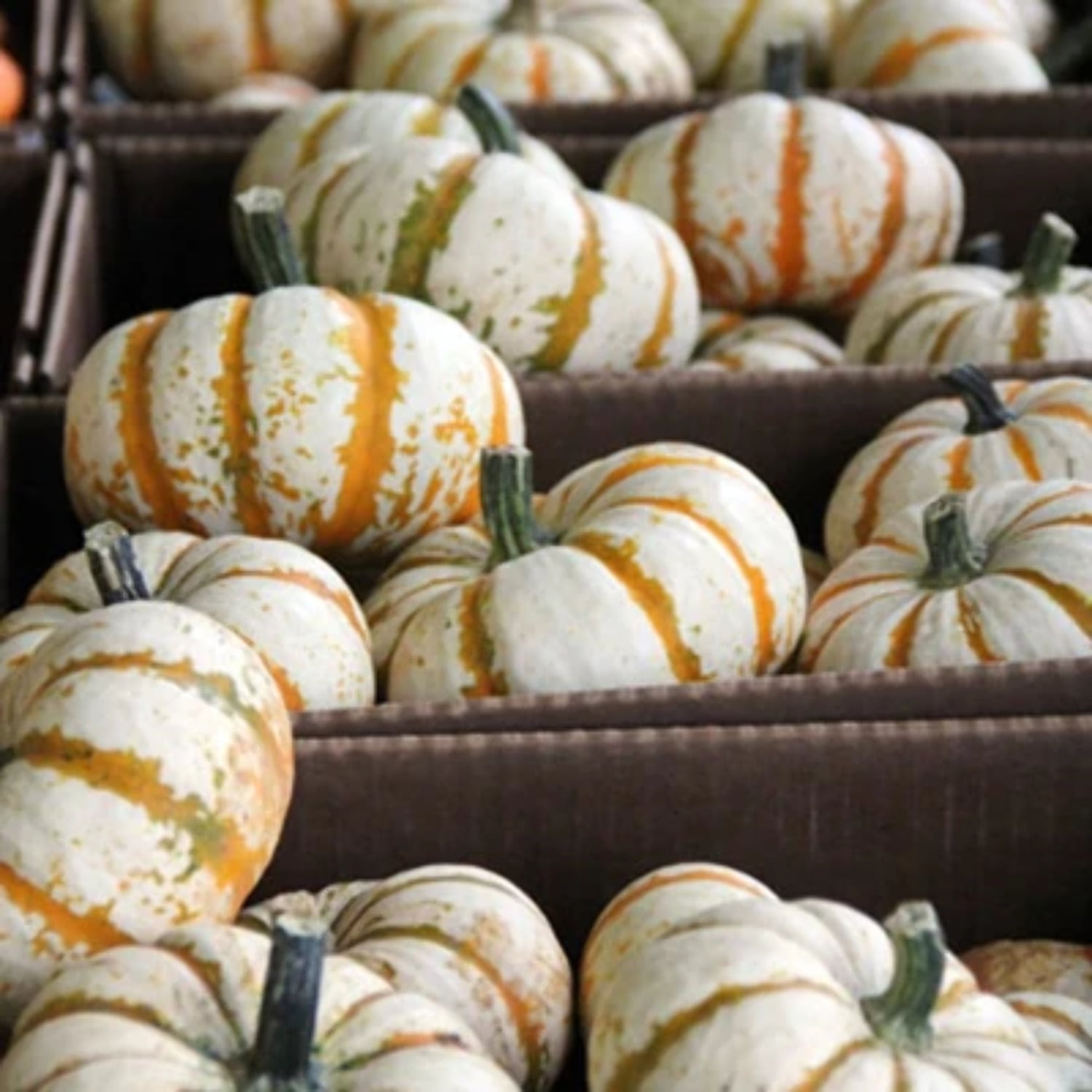 Pumpkin Lil Pump-Ke-Mon F1 Seed, Treated, 1,000 Seeds
