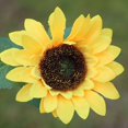 thumbnail image 2 of 13 cabezas de girasoles artificiales, ramo de girasol de seda realista para el hogar del hotel, 2 of 5