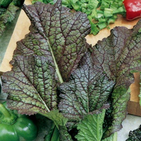 Organic Red Giant Mustard Seed 2 g ~1,000 Seeds - Non-GMO, Heirloom, Organic, Open Pollinated, Vegetable, Herb Gardening & Micro Greens Seeds