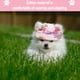 thumbnail image 4 of Gorras de béisbol transpirables para perros Sunbonnet Premium para perros modernos y elegantes, 4 of 5