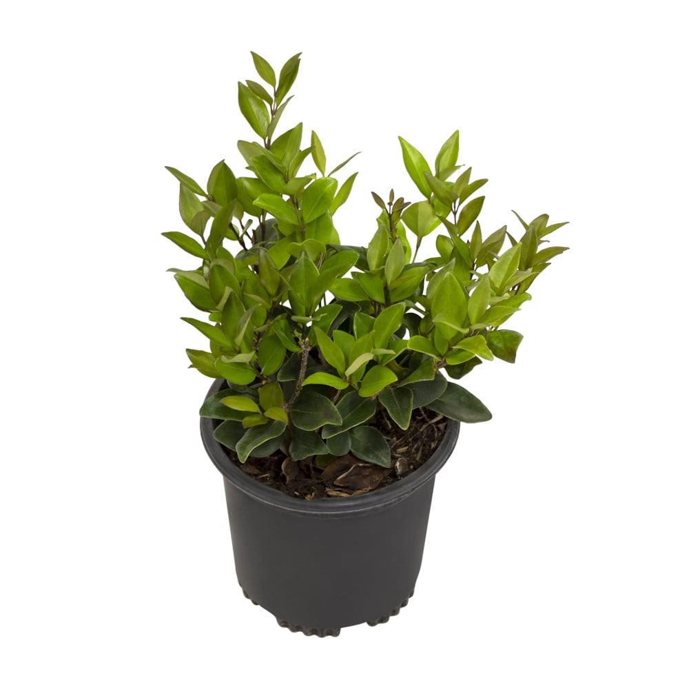 Altman Plants 1Gal Ligustrum Japonicum Live Plant Pot