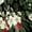 Christmas Floral Black, variant on Gift Wrapping Paper Roll 58" x 23", Printed Gift Wrap, Easy Cut & Fold, Durable Paper for Birthday, Holiday, Party and DIY Crafts,1 Roll