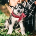 thumbnail image 2 of TIELUTT Cool Pet Scarf Cool Scarf for Dogs Summer Heat Prevention Cool Scarf for Dogs Neck Dog Name Dog Colors Dog Name Christmas Dog Custom Dog Color, 2 of 5