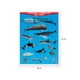 thumbnail image 2 of Póster Grandes Animales Del Mar Educatodo B-0860-I, 2 of 2