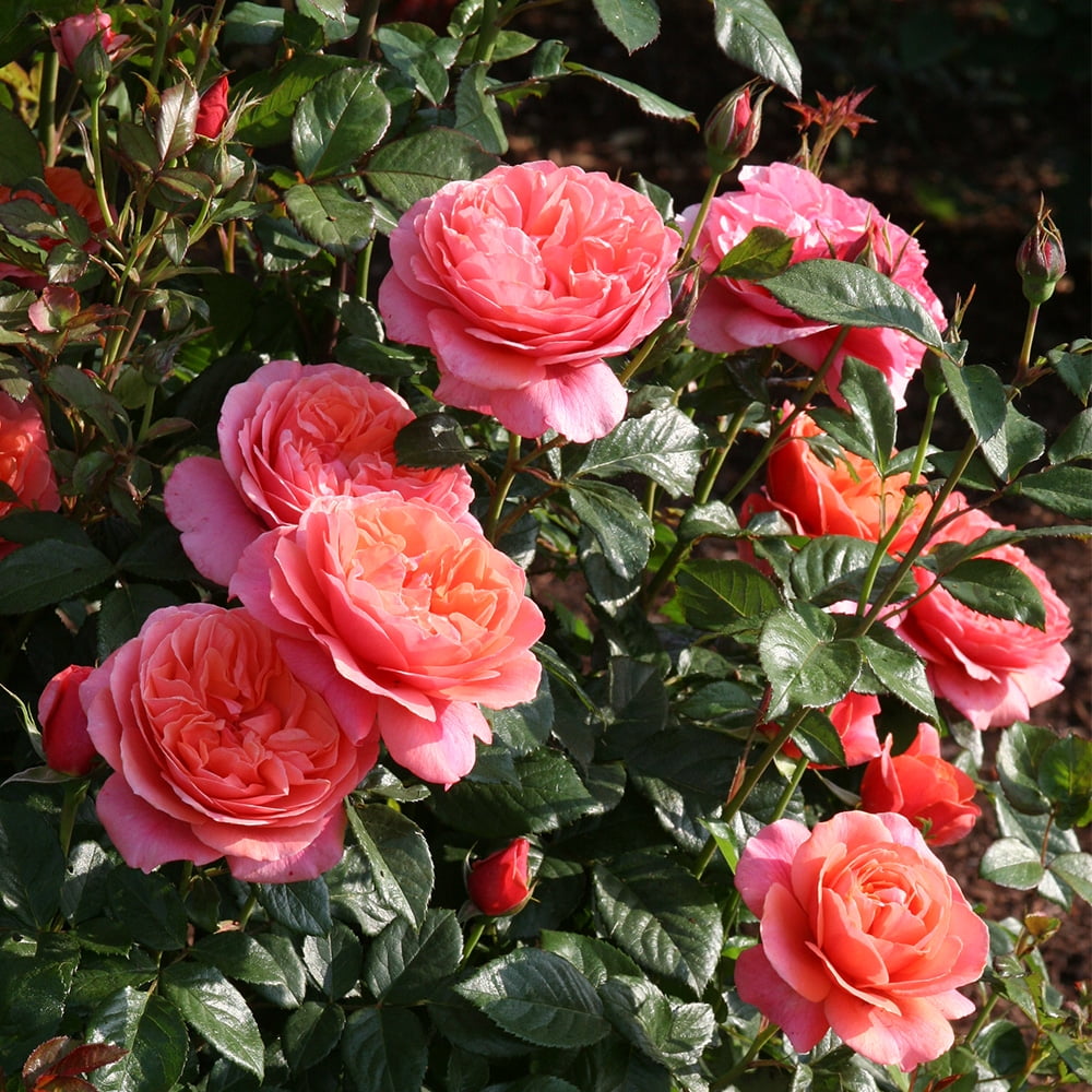 Heirloom Roses Rose Bush - Safari™ Shrub , Live Rose Plant