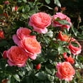 thumbnail image 3 of Heirloom Roses Rose Bush - Safari™ Shrub , Live Rose Plant, 3 of 3