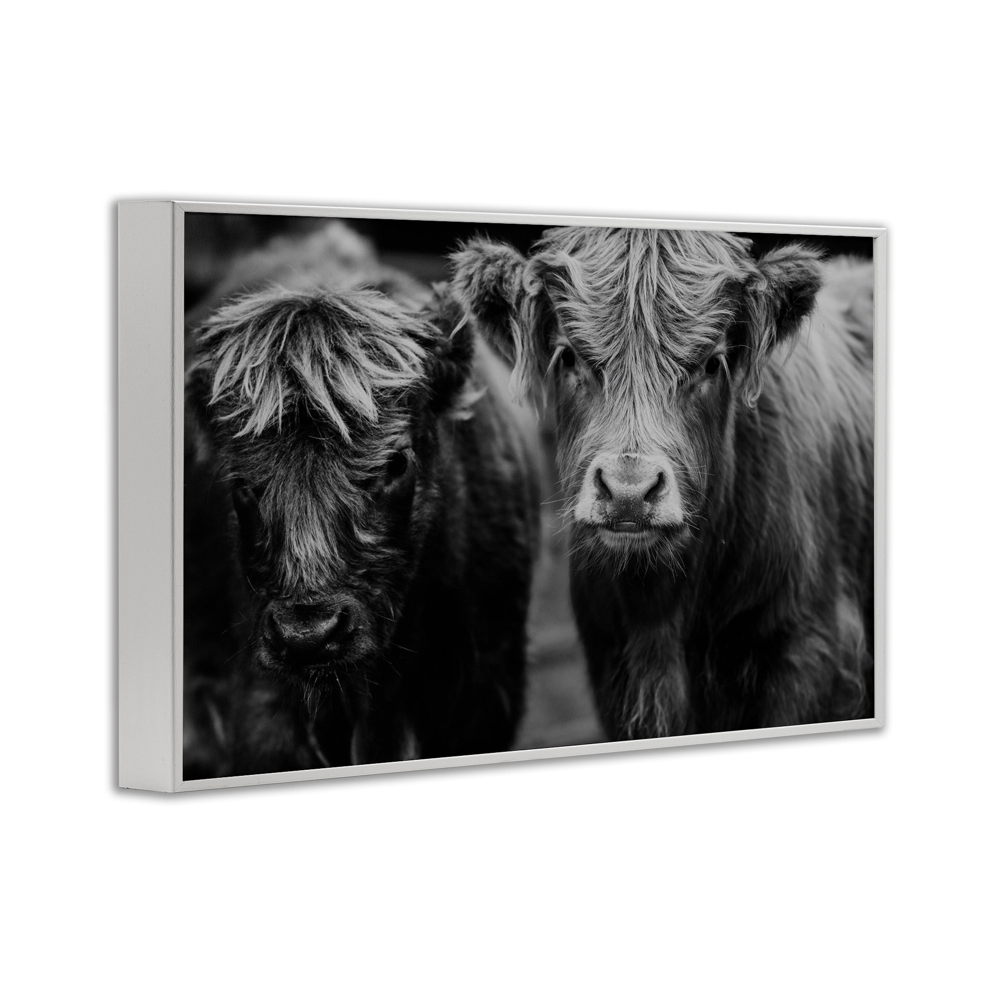 Cow Faces on Farm White Framed Giclee Art, design by Amy Carroll