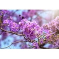thumbnail image 6 of 35 LILAC Light Purple CREPE MYRTLE Lagerstroemia Indica Flowering Shrub Bush Small Tree Seeds, 6 of 11