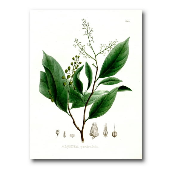 Designart ' Ancient Brazilian Plant II ' Traditional Canvas Wall Art Print