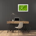 thumbnail image 3 of Sederquist, Betty 18x13 White Modern Wood Framed Museum Art Print Titled - Usa-Alaska False hellebore-also known as corn lily, 3 of 4