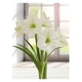thumbnail image 1 of BULBES TASC AMARYLLIS MONTE BLANC - 1 BULBE, 1 of 1