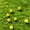 Yellow, variant on HAJAGP 50Pcs Luminous Mini Mushroom Resin Ornament Glow in The Dark for Garden Potted Plant DIY Decor (Multicolor)