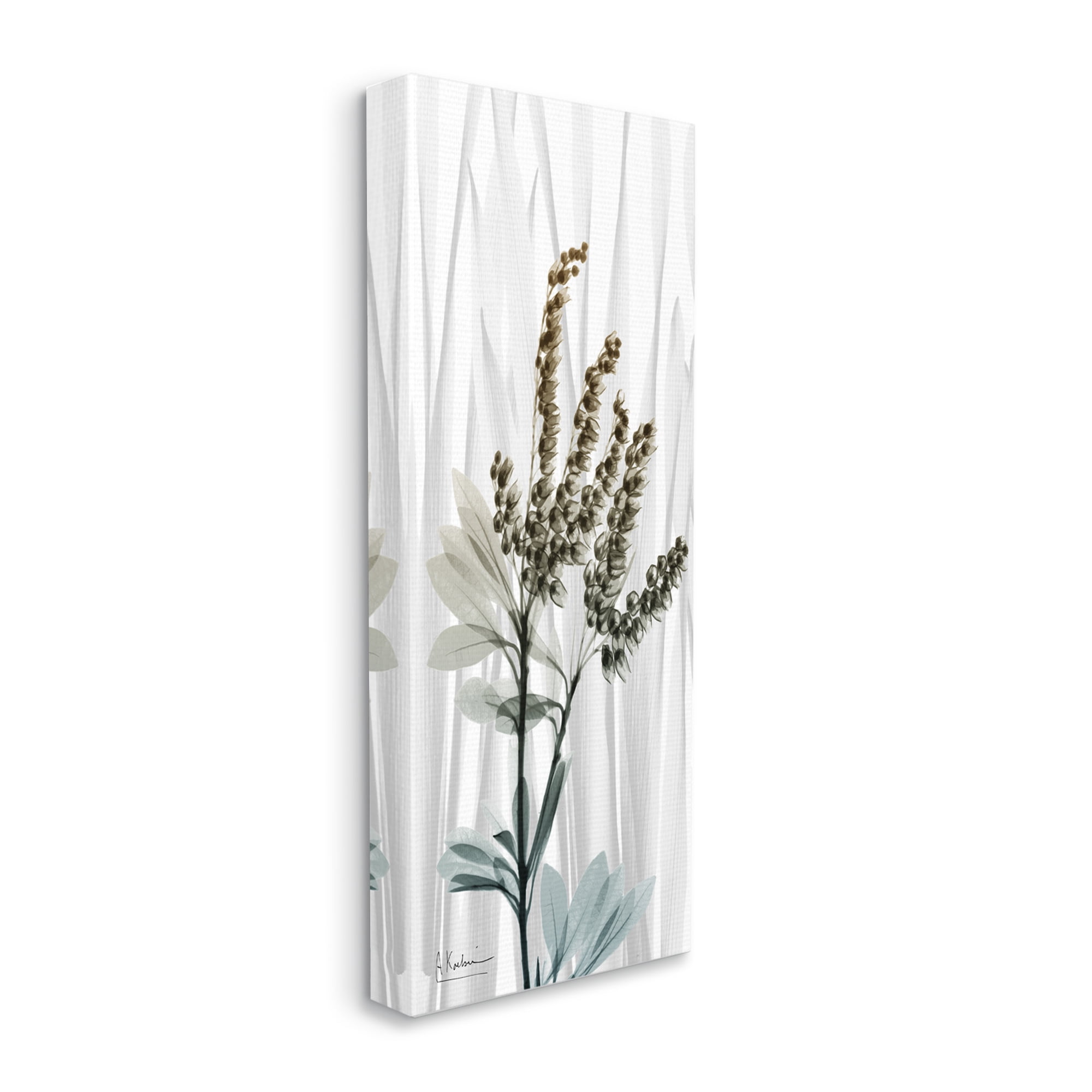 Stupell Industries Snowdrops X-Ray Plant Botanical & Floral Painting Gallery Wrapped Canvas Print Wall Art, 17 x 40