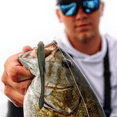 thumbnail image 6 of 6th Sense – Glitch – Soft Plastic Bass Lure, Flat Belly Design, Realistic Bait Fish Movement, Enhanced by Proprietary 6th Scent – 3.8 inch (10/pk) - Made in The USA, 6 of 8