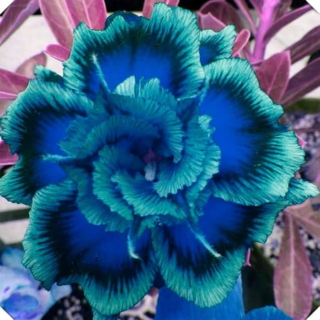Desert Rose plant, Thrives In A Variety Of Conditions,Produce Vibrant Bright Flowers,Desert Rose Plant Live,Easy Planting For Novices,Cold And Drought Tolerant. Desert Rose Plant,
